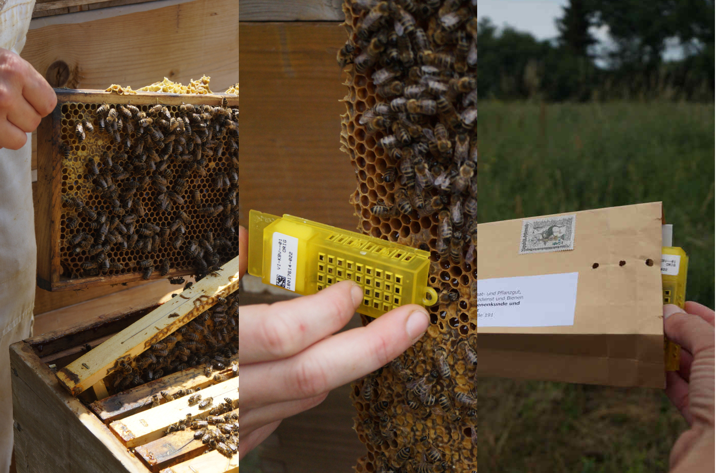 ImkerIn nimmt Wabe aus dem Volk, fängt Bienen in den Königinnenkäfig ein und gibt den Käfig in ein Versandkuvert